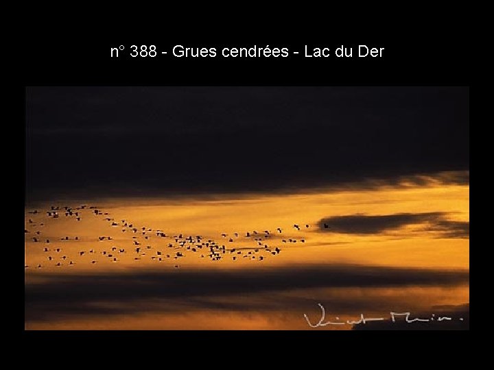 n° 388 - Grues cendrées - Lac du Der n° 388 - Grues cendrées - Lac du Der