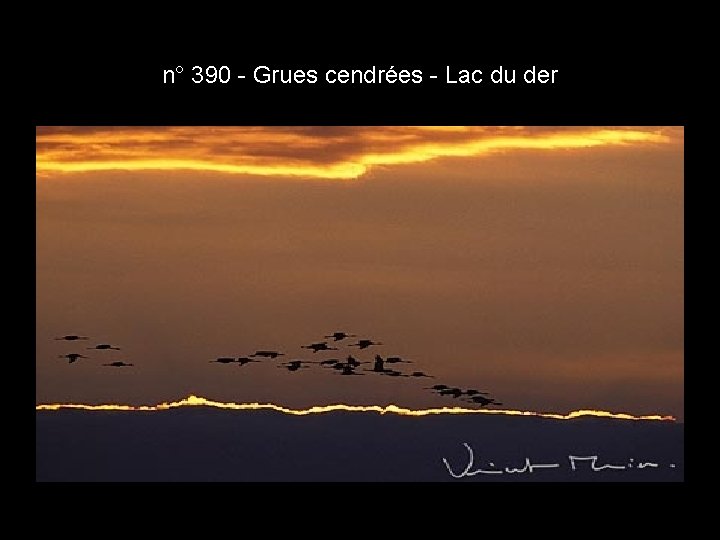n° 390 - Grues cendrées - Lac du der n° 390 - Grues cendrées - Lac du der