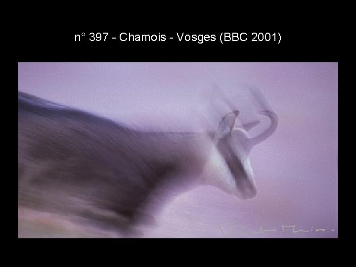 n° 397 - Chamois - Vosges (BBC 2001) n° 397 - Chamois - Vosges (BBC 2001)