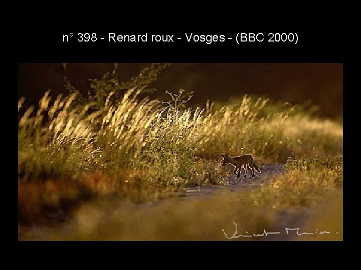 n° 398 - Renard roux - Vosges - (BBC 2000) n° 398 - Renard roux - Vosges - (BBC 2000)
