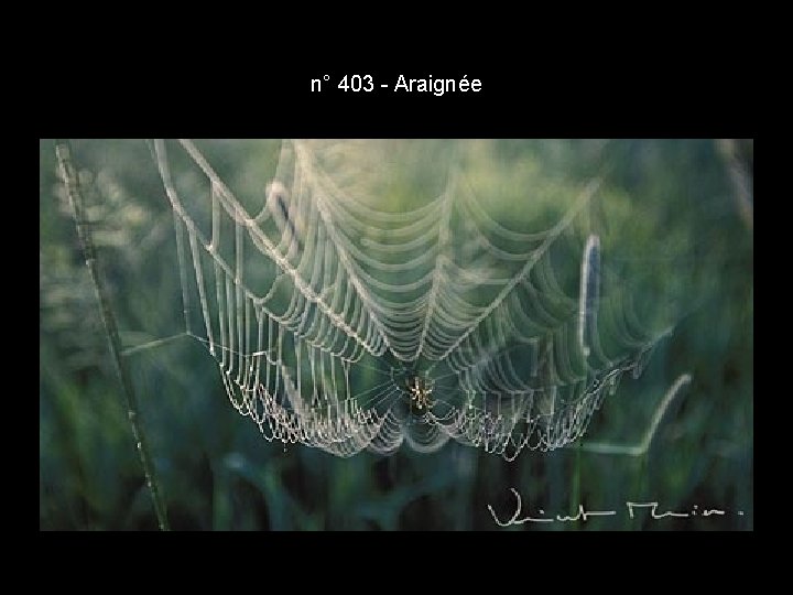 n° 403 - Araignée n° 403 - Araignée
