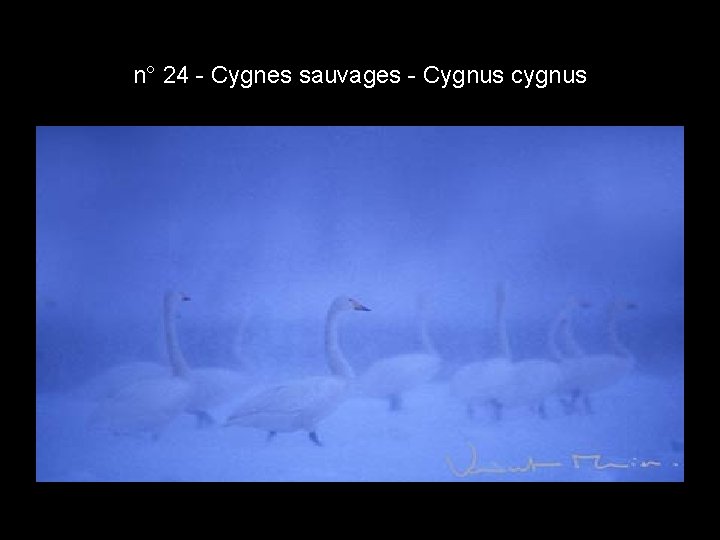 n° 24 - Cygnes sauvages - Cygnus cygnus n° 24 - Cygnes sauvages - Cygnus cygnus