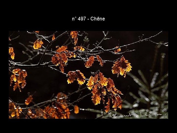 n° 497 - Chêne n° 497 - Chêne