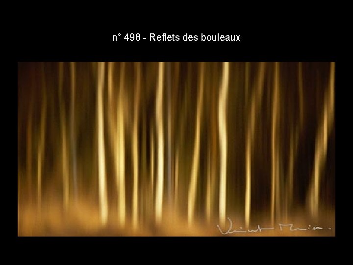 n° 498 - Reflets des bouleaux n° 498 - Reflets des bouleaux