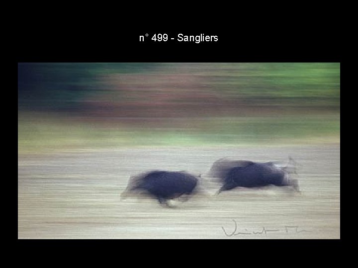 n° 499 - Sangliers n° 499 - Sangliers