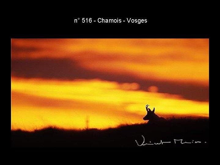 n° 516 - Chamois - Vosges n° 516 - Chamois - Vosges