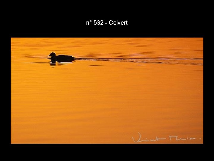 n° 532 - Colvert n° 532 - Colvert