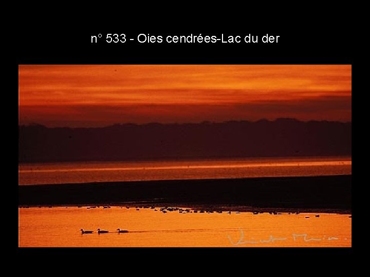 n° 533 - Oies cendrées-Lac du der n° 533 - Oies cendrées-Lac du der