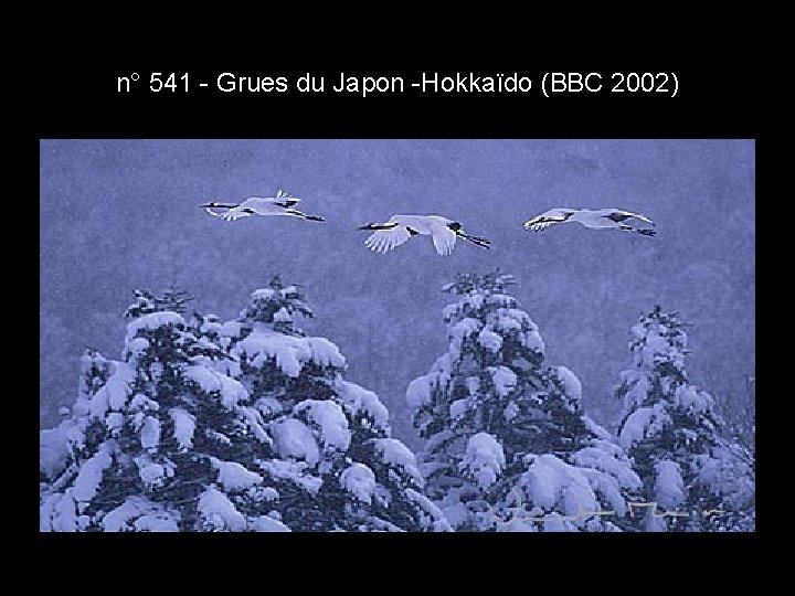 n° 541 - Grues du Japon -Hokkaïdo (BBC 2002) n° 541 - Grues du Japon -Hokkaïdo (BBC 2002)