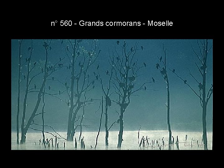 n° 560 - Grands cormorans - Moselle n° 560 - Grands cormorans - Moselle