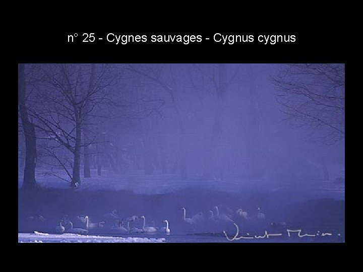 n° 25 - Cygnes sauvages - Cygnus cygnus n° 25 - Cygnes sauvages - Cygnus cygnus