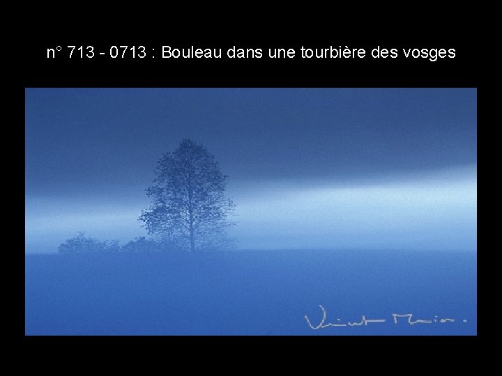 n° 713 - 0713 : Bouleau dans une tourbière des vosges n° 713 - 0713 : Bouleau dans une tourbière des vosges