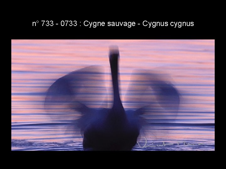n° 733 - 0733 : Cygne sauvage - Cygnus cygnus n° 733 - 0733 : Cygne sauvage - Cygnus cygnus