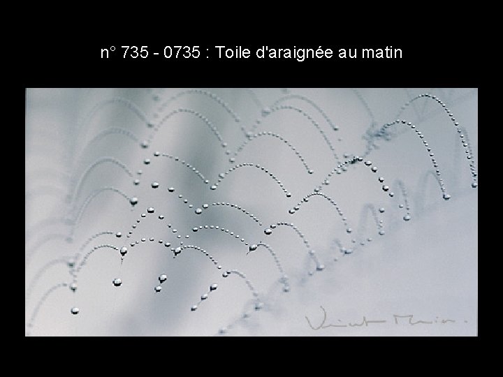 n° 735 - 0735 : Toile d'araignée au matin n° 735 - 0735 : Toile d'araignée au matin