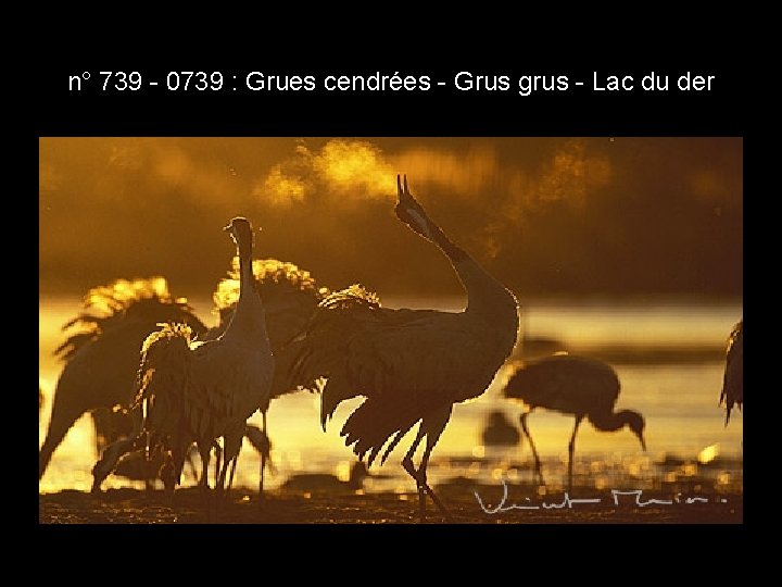 n° 739 - 0739 : Grues cendrées - Grus grus - Lac du der n° 739 - 0739 : Grues cendrées - Grus grus - Lac du der