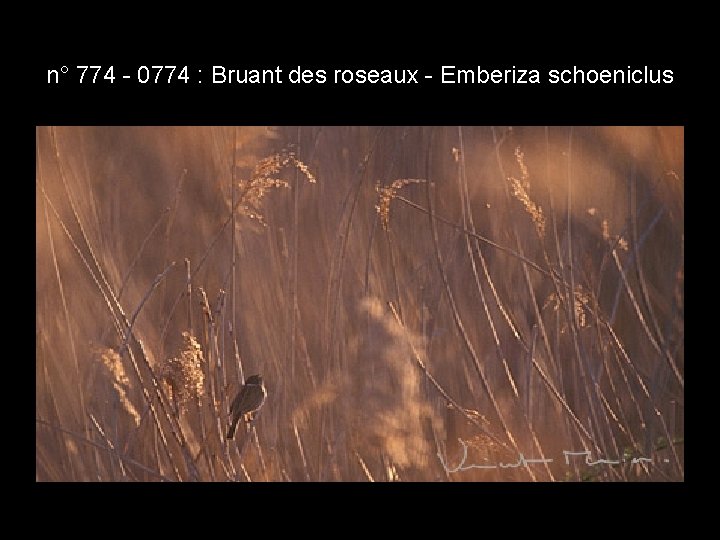 n° 774 - 0774 : Bruant des roseaux - Emberiza schoeniclus n° 774 - 0774 : Bruant des roseaux - Emberiza schoeniclus
