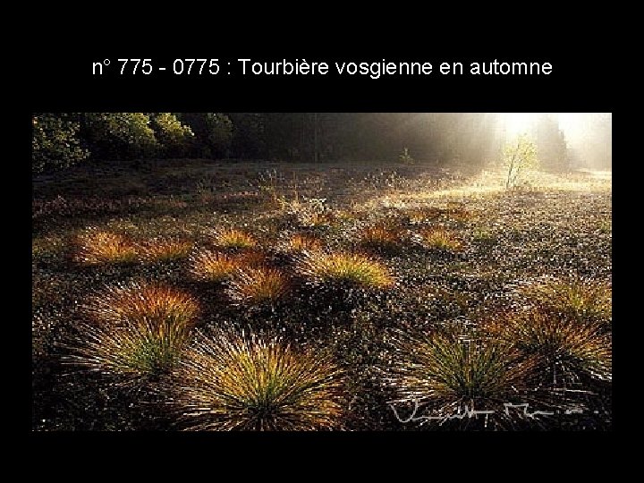 n° 775 - 0775 : Tourbière vosgienne en automne n° 775 - 0775 : Tourbière vosgienne en automne