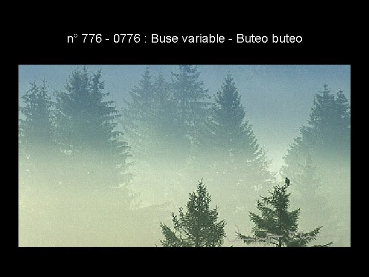 n° 776 - 0776 : Buse variable - Buteo buteo n° 776 - 0776 : Buse variable - Buteo buteo