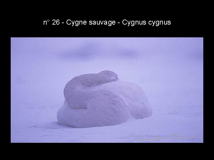 n° 26 - Cygne sauvage - Cygnus cygnus n° 26 - Cygne sauvage - Cygnus cygnus