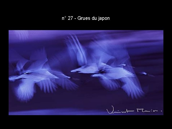n° 27 - Grues du japon n° 27 - Grues du japon