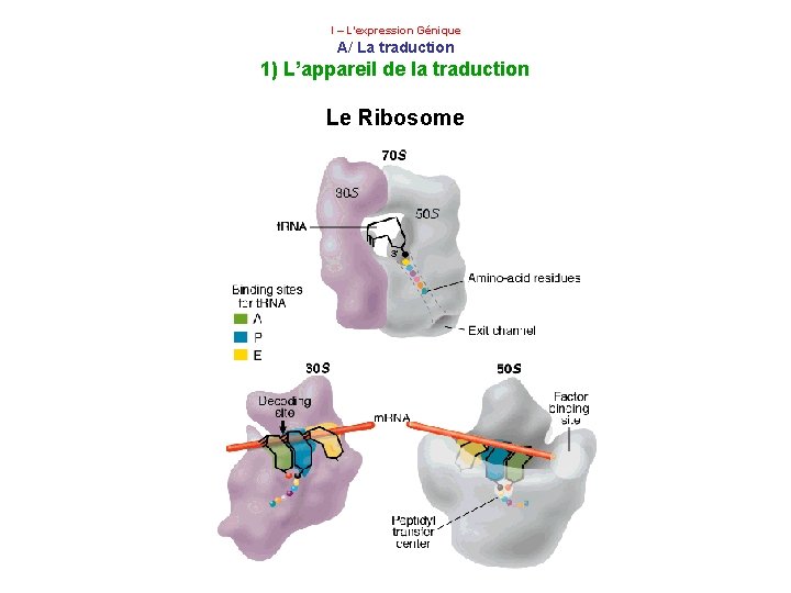 I – L’expression Génique A/ La traduction 1) L’appareil de la traduction Le Ribosome