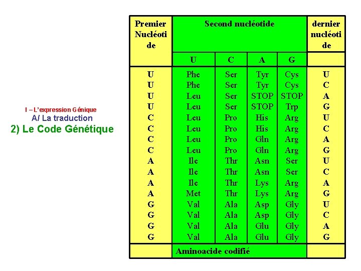 Premier Nucléoti de I – L’expression Génique A/ La traduction 2) Le Code Génétique