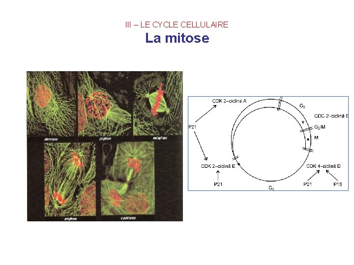 III – LE CYCLE CELLULAIRE La mitose 