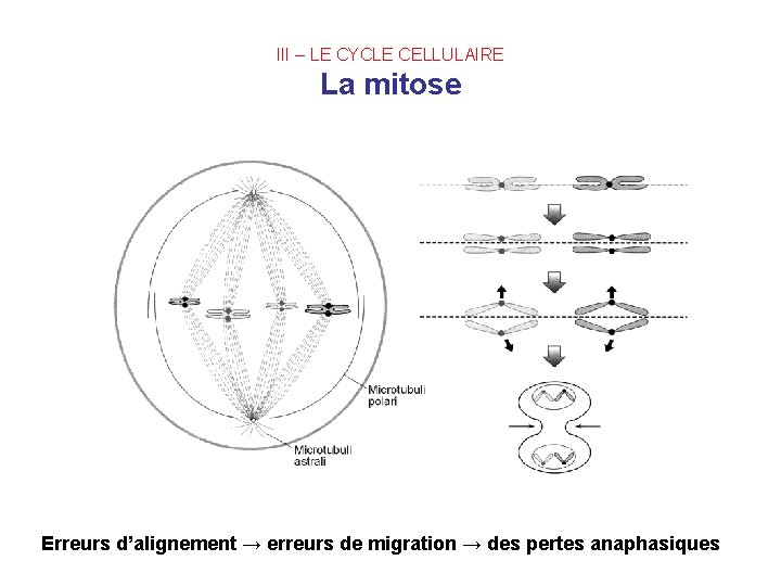 III – LE CYCLE CELLULAIRE La mitose Erreurs d’alignement → erreurs de migration →