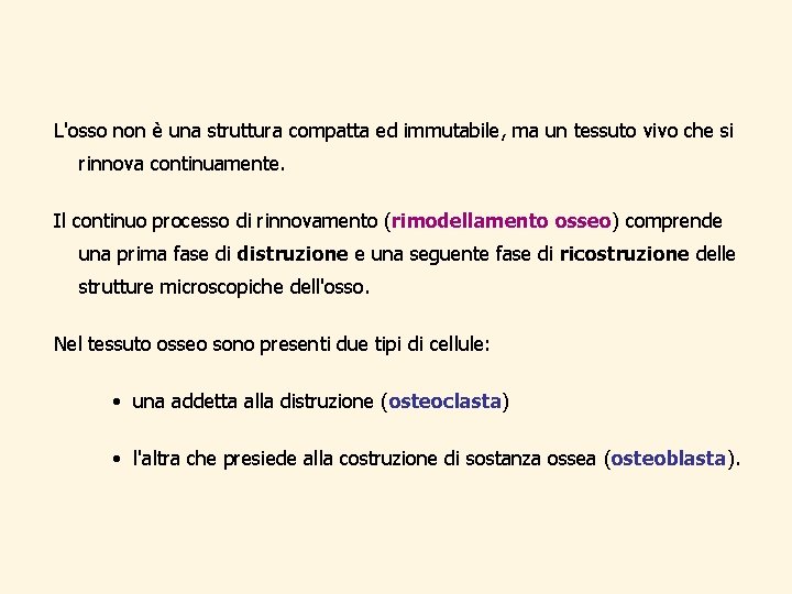 L'osso non è una struttura compatta ed immutabile, ma un tessuto vivo che si