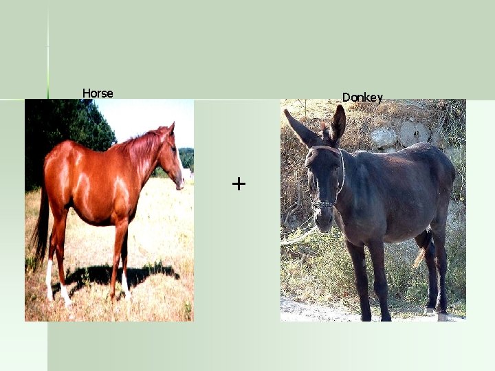 Horse Donkey + 