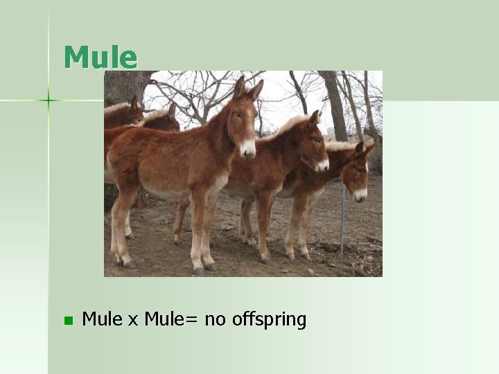 Mule n Mule x Mule= no offspring 