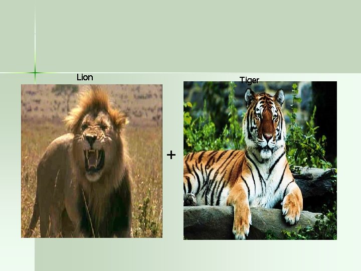 Lion Tiger Lion + Tiger 