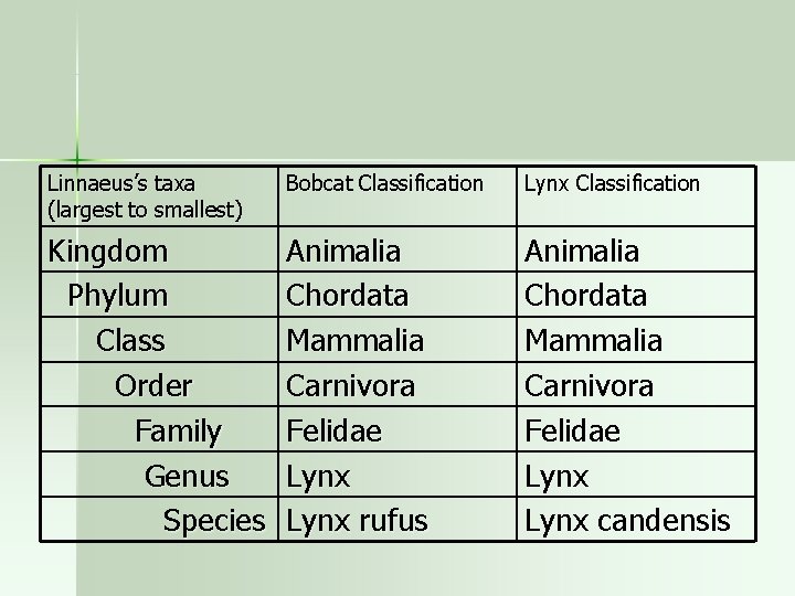 Linnaeus’s taxa (largest to smallest) Bobcat Classification Lynx Classification Kingdom Phylum Class Order Family