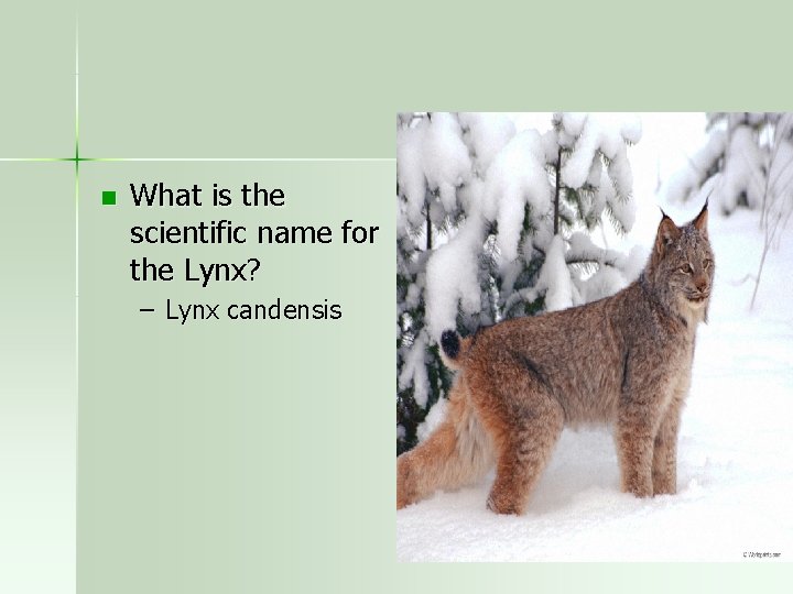 n What is the scientific name for the Lynx? – Lynx candensis 