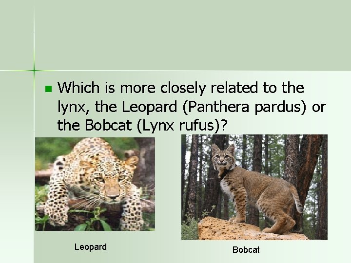 n Which is more closely related to the lynx, the Leopard (Panthera pardus) or