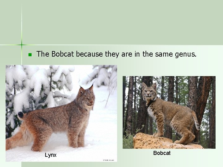 n The Bobcat because they are in the same genus. Lynx Bobcat 