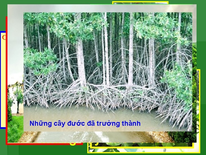 Cây bần: một loại cây rất gần gũi với bà con Nam bộ. Cây