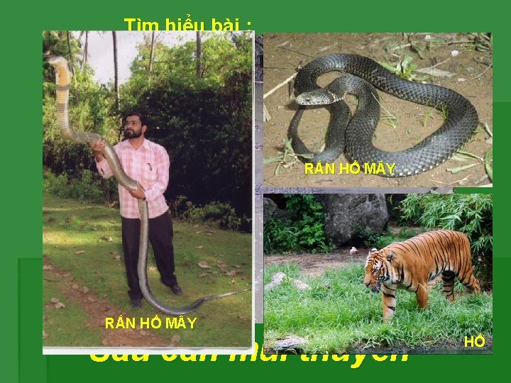 Tìm hiểu bài : Người dân Cà Mau có tính cách Em hiểu “sấu