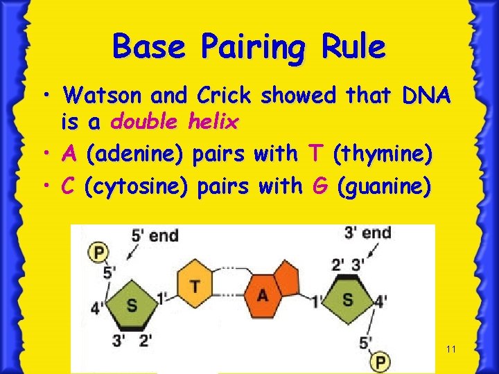 Base Pairing Rule • Watson and Crick showed that DNA is a double helix