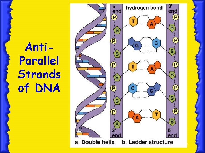 Anti. Parallel Strands of DNA 14 