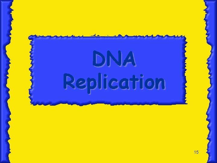 DNA Replication 15 