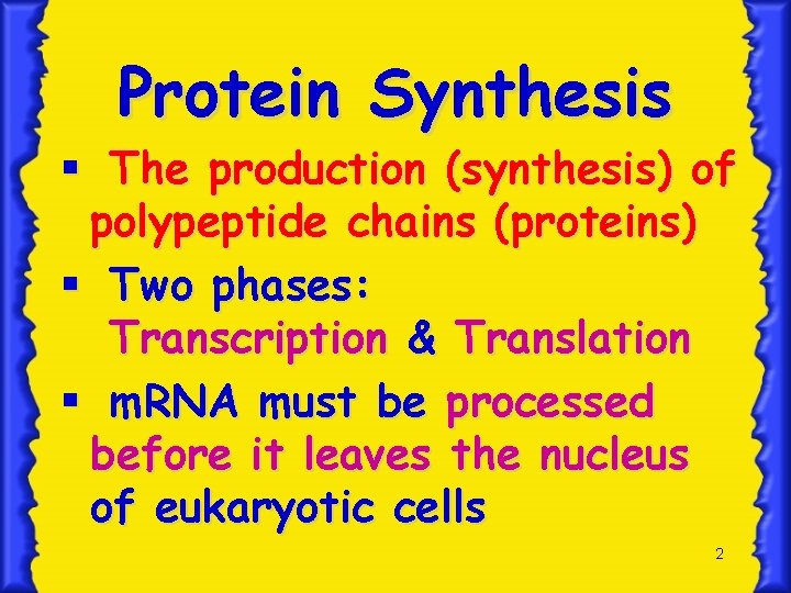 Protein Synthesis § The production (synthesis) of polypeptide chains (proteins) § Two phases: Transcription