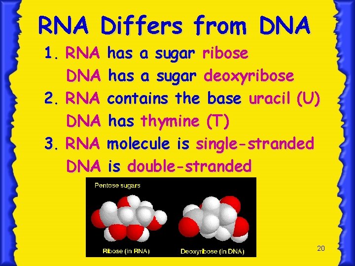 RNA Differs from DNA 1. RNA DNA 2. RNA DNA 3. RNA DNA has