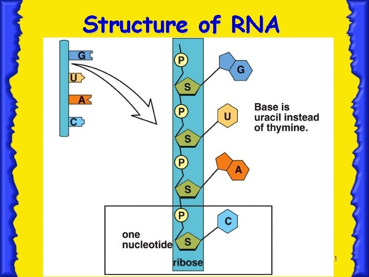 Structure of RNA 21 