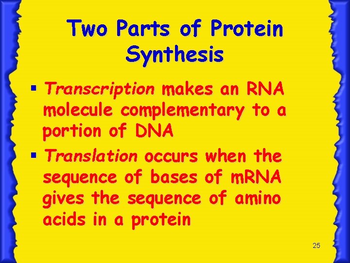 Two Parts of Protein Synthesis § Transcription makes an RNA molecule complementary to a
