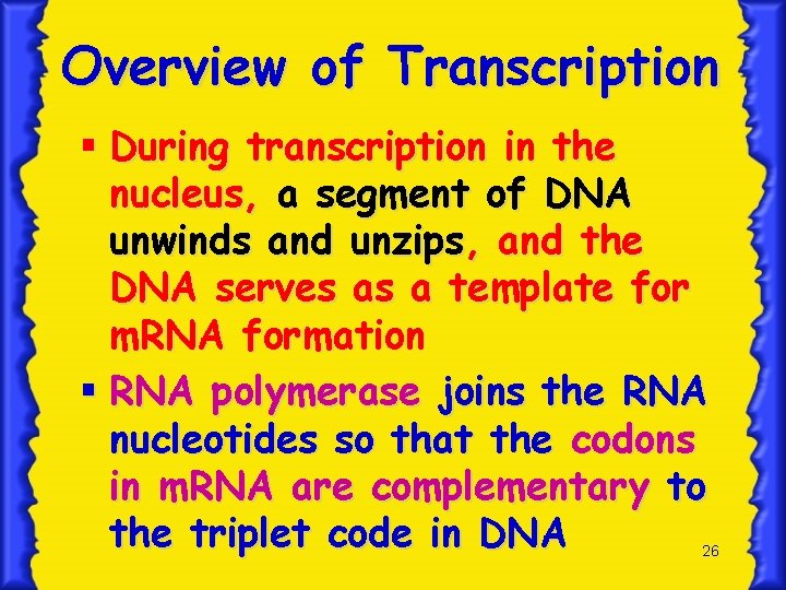 Overview of Transcription § During transcription in the nucleus, a segment of DNA unwinds