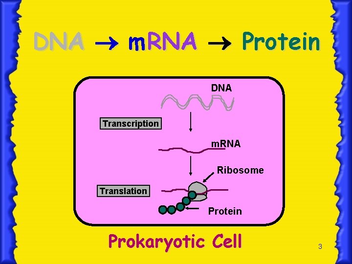 DNA m. RNA Protein DNA Transcription m. RNA Ribosome Translation Protein Prokaryotic Cell 3