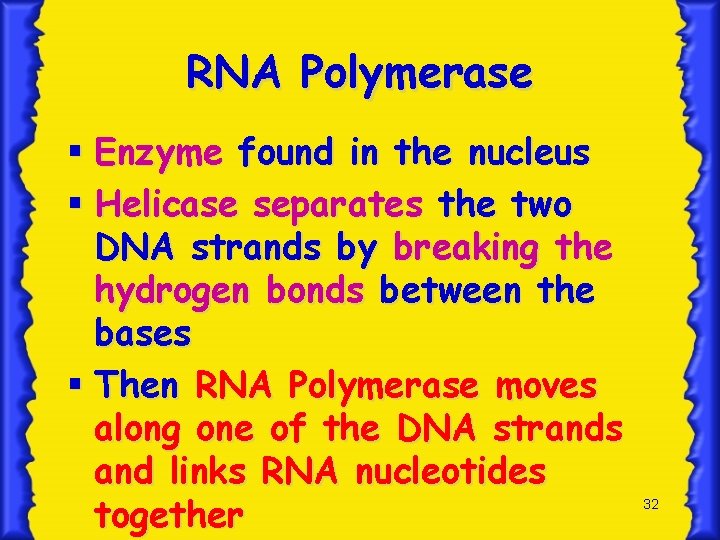 RNA Polymerase § Enzyme found in the nucleus § Helicase separates the two DNA