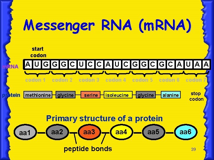 Messenger RNA (m. RNA) start codon m. RNA A U G G G C