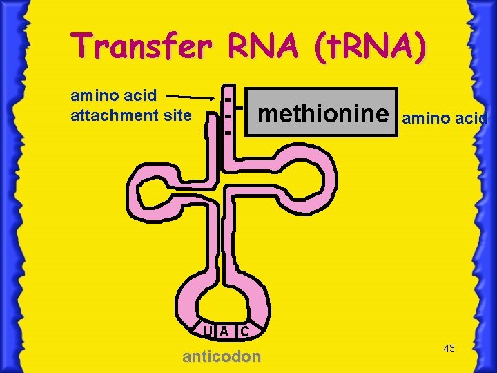 Transfer RNA (t. RNA) amino acid attachment site methionine amino acid U A C